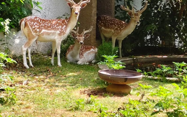 Polonezköy Hayvanat Bahçesi Giriş Ücreti, Nerede, Kahvaltı